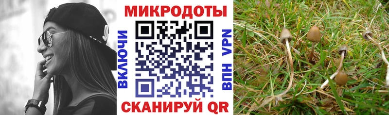 хочу наркоту  Муравленко  Псилоцибиновые грибы Psilocybine cubensis 